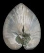 Polished Fossil Clam - Large Size #5256-1